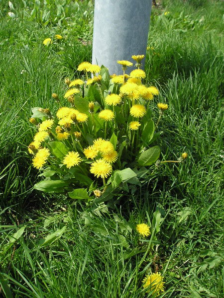 Стелла Стелла