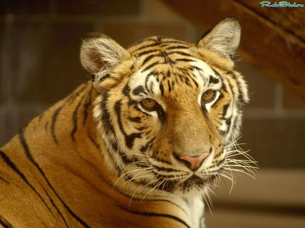 Павел Клюваев