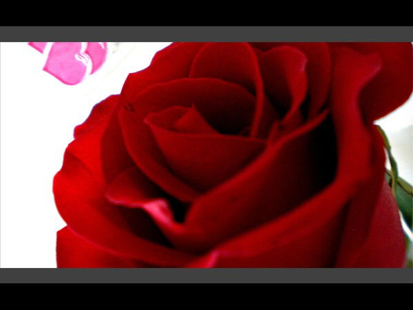 Дина Белкина