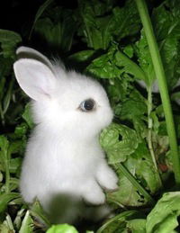 Саша Сафронова