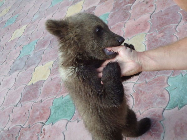 Евгений Черепанов