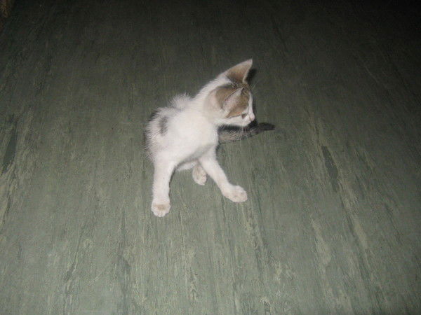 Роза Розовая