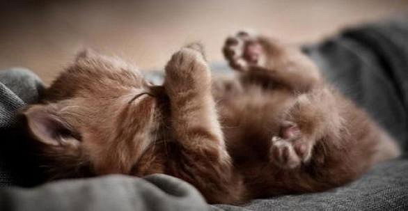 Анна Михердова