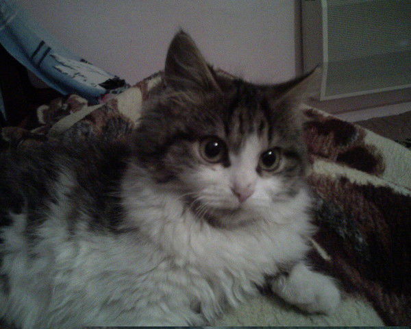 Слава Пригорницький