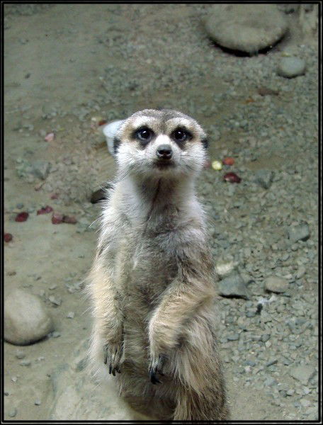 Вадим Жебеленко