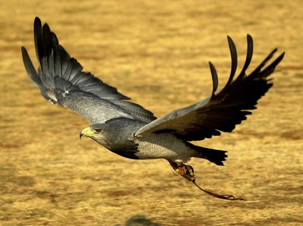 Людмила Черненко