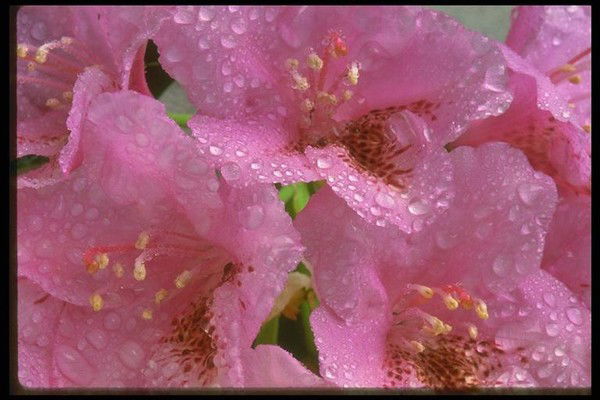 Сергей Гегешко