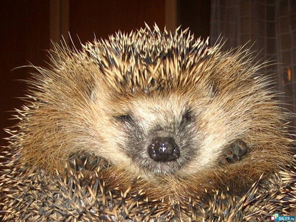 Андрей Судариков