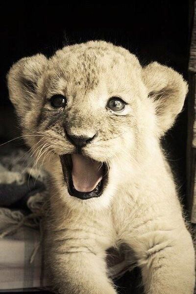 Наталья Романова