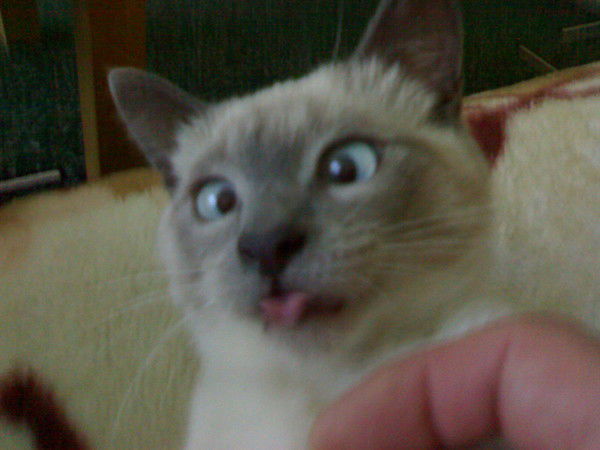 Артём Графский