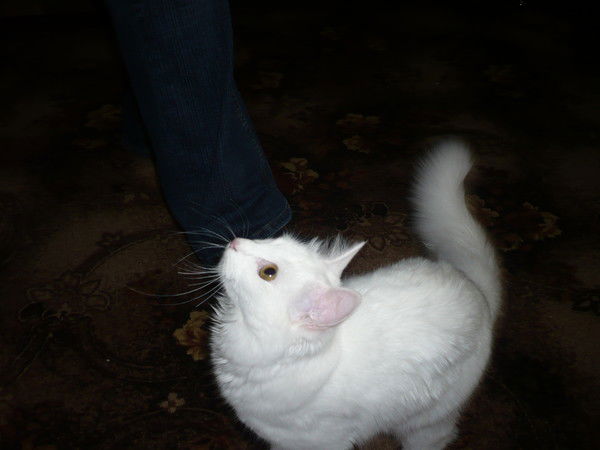 Алексей Кузнецов