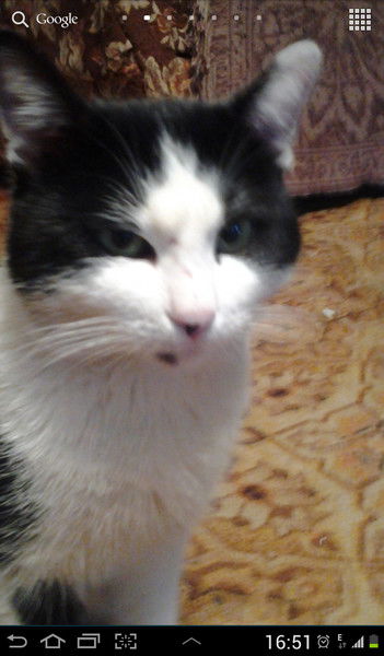 Лена Калмыкова