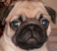 Алексей Чепарёв