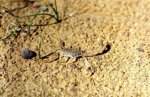 Рустам Сардалов