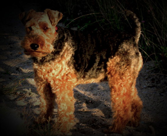 Вячеслав Петров