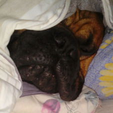 Дмитрий Тетерев