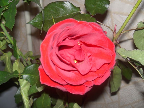 София Заславская