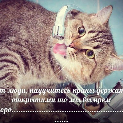 Витя Котов