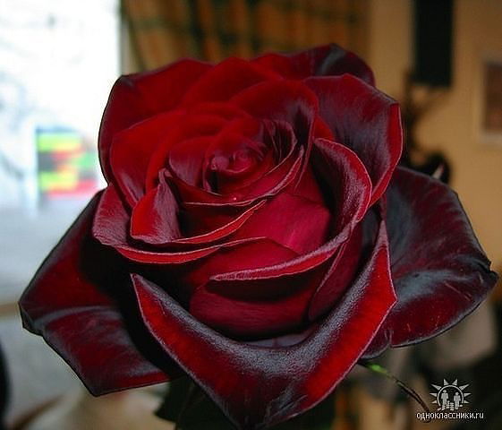 Татьяна Баллах