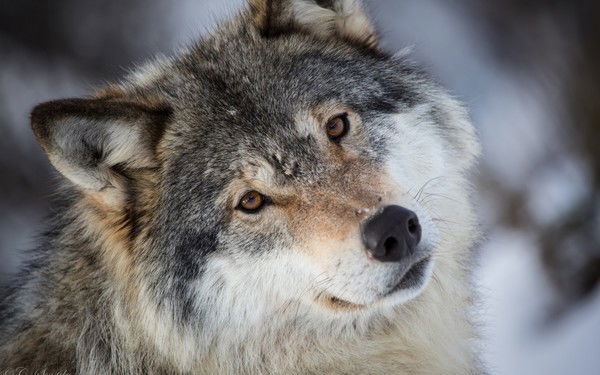 Сергей Галицкий