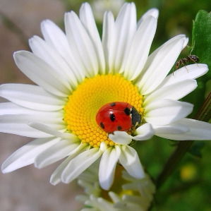 Оксана Никонова