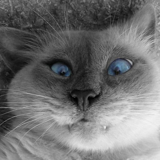 Дмитрий Вотинов