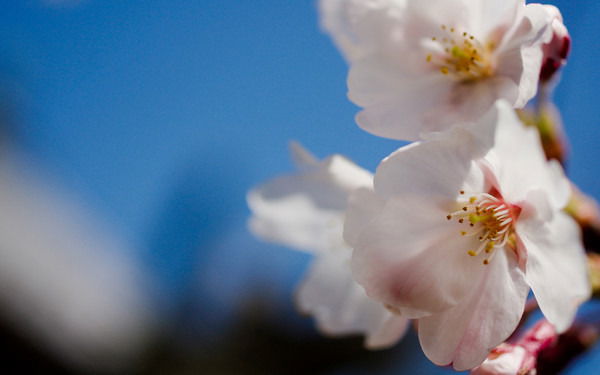 Зульфия Сарсенкул