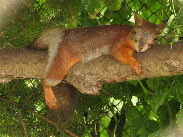 Яна Богданова