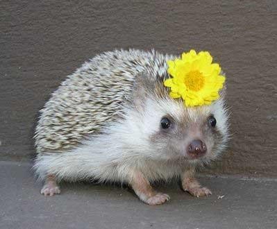 Валентина Горская