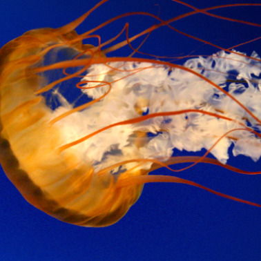 Алексей Ленькин