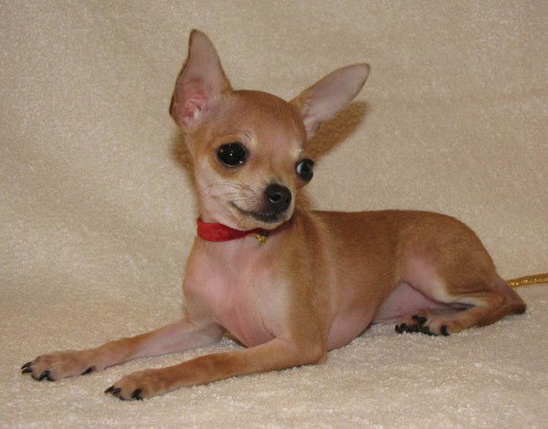 Ольга Долгова