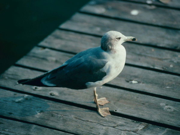 Татьяна Скрипец