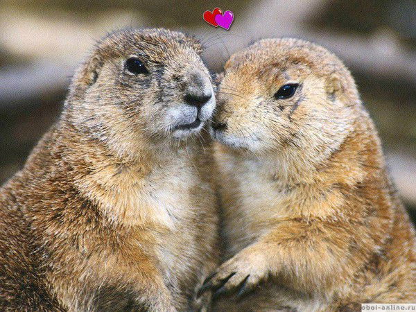 Светлана Радутная