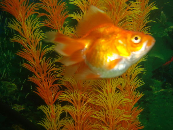 Елена Юрлагина