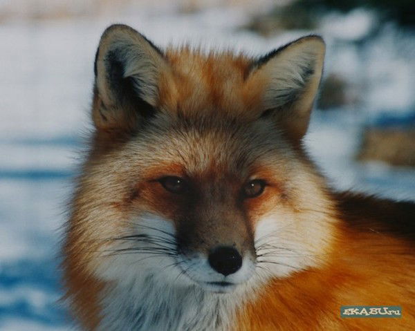 Егорова Елена