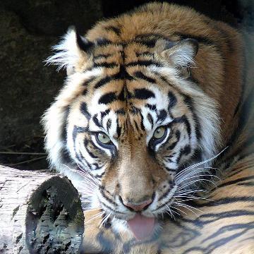 Светлана Дмитриева