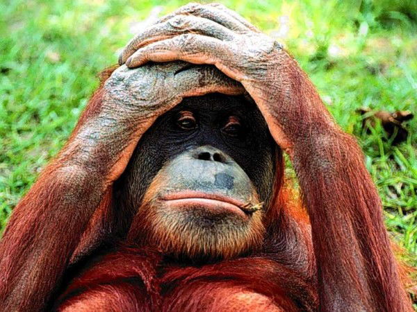 Гурам Ахмедов