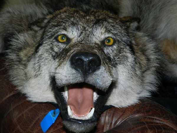 Валерий Пискун