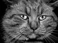 Руслан Краснов