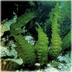 Центр Бену Москва