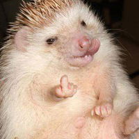 Стас Елагин