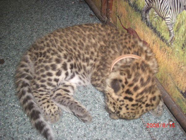 Екатерина Кривенкова