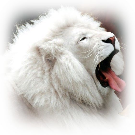 Игор Мельник