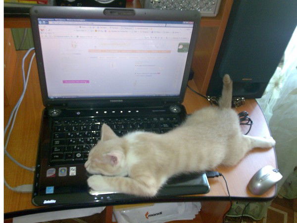 Павел Жидачевский