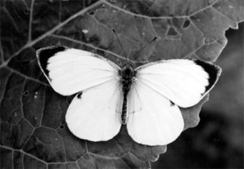 Ирина Козлова