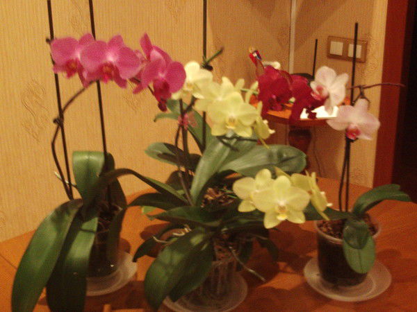 Галина Сорокина-Чемешева