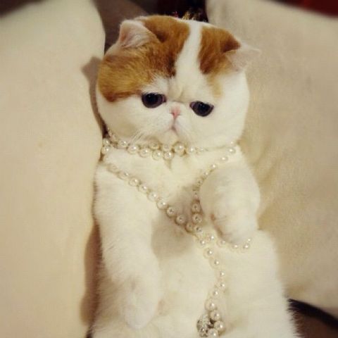 Svetlana Zagrebelnaya