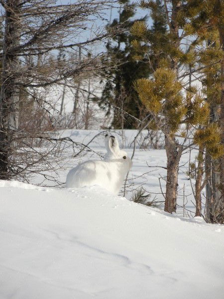 Александр Лыцусь