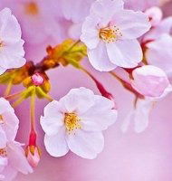 Дилерский Отдел Гузель