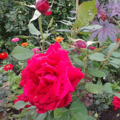 Любовь Осипова